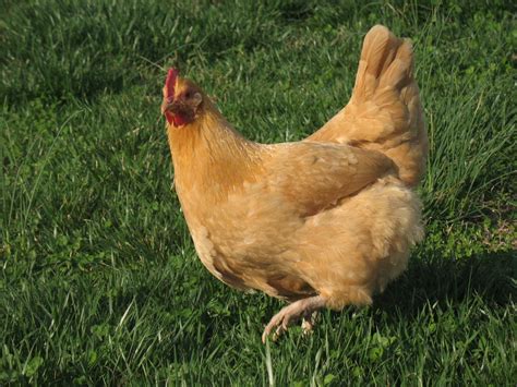 Show Off Your Prettiest Handsomest Chickens Real Prize