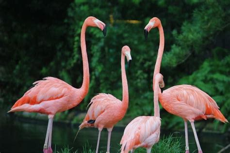 klanten intratuin geschrokken door verblijf levende flamingos