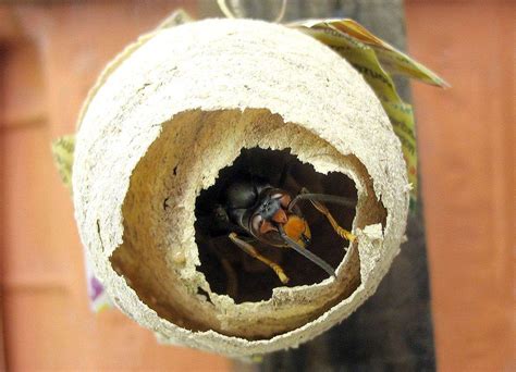 Asian Giant Hornet Nest