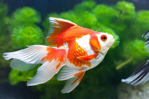 goldfish care   bowl pet ponder