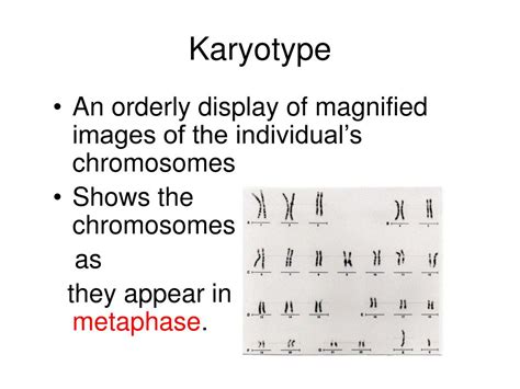 ppt karyotypes and mutations powerpoint presentation free download