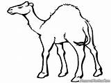 Unta Mewarnai Desert Camel Diwarnai Hewan Sahara Lembar Webstockreview Clipartmag Template sketch template