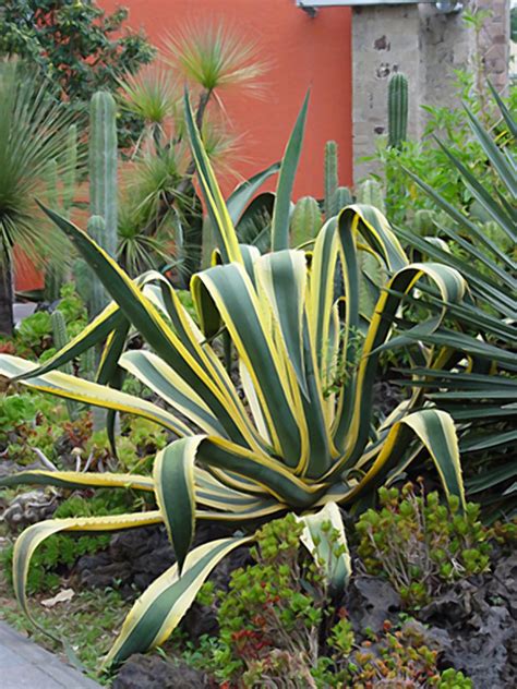 common agave pests hgtv