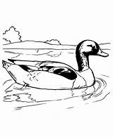 Duck Coloring Swimming Mallard Pages Color sketch template