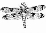 Coloring Dragonfly Pages Comments sketch template