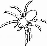 Coloring Spider Tarantula Giant Sheet Pages Clipart Aranas sketch template