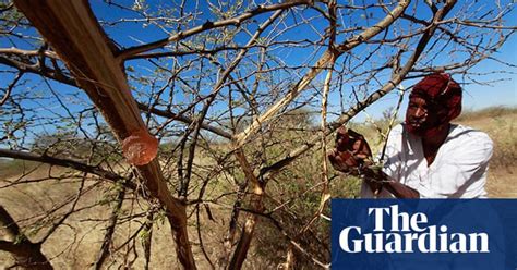 harvesting gum arabic in sudan in pictures global