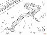 Burmese Ausmalbild Tigerpython Reticulated Dunkler Supercoloring Mamba Serpent Anaconda Onlinecursosgratuitos sketch template