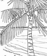 Palm Coconut Colouring Foglie Palmen Printable Disegni Strand Palme Beaches Palms Palma Colorare Malvorlagen Colorir sketch template
