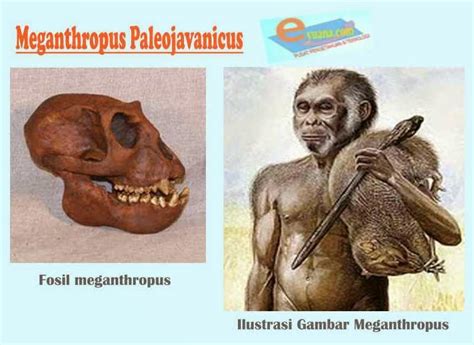 gambar manusia purba meganthropus paleojavanicus