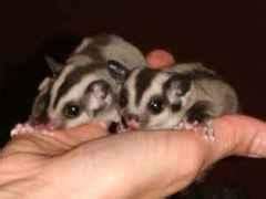 sugar glider small furry sold  years  months sugar glider baby pair full cageset  kl