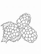 Blackberries Blackberry Coloring Drawing Pages sketch template