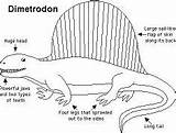 Dimetrodon Pages Anatomy Coloring Dinosaur Coloringpagesonly sketch template