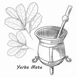 Mate Yerba Calabash Vector Premium Bombilla Isolated Drink Concept Gourd Illustrations Clip sketch template