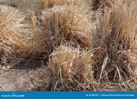 dry grass stock image image  drought outdoors landscape