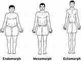 Body Endomorph Ectomorph Types Mesomorph Three Fit sketch template