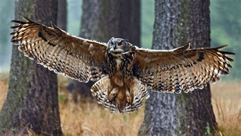 return   eagle owl wild  denmark