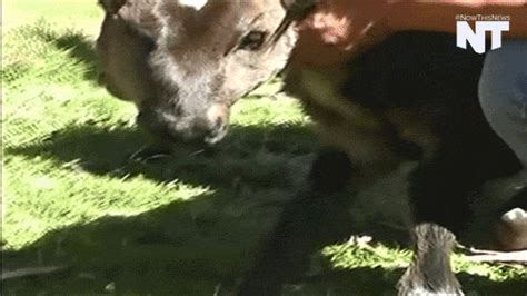 two headed cow s find and share on giphy