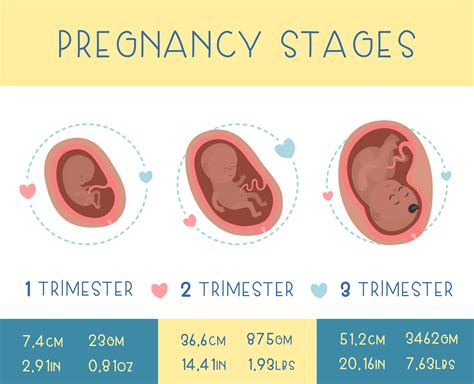 pregnancy stages  behance
