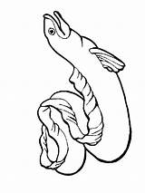 Eel Getdrawings Eels sketch template