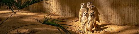 zoo de barcelona dierentuin barcelona bezoeken