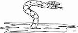 Serpente Snake Stampare Acqua sketch template