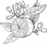 Botanical sketch template