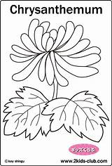 Coloring Chrysanthemum 44kb Plant sketch template