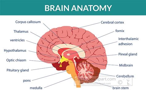 anatomy clipart human brain anatomy labeled clipart classroom clipart