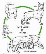 Cycle Life Dog Coloring Color Worksheets Animal Grade Kids Circle Cycles 99worksheets Bailey Thomasson Discovery Em Place sketch template