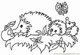Coloring Hedgehog Pages Printable Getcolorings Hedgehogs sketch template