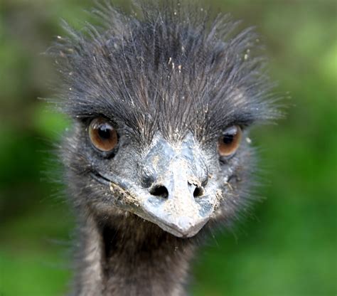 grappige afbeeldingen afbeeldingen van dieren close  van emoe