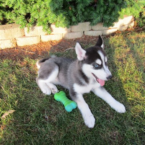 siberian husky puppies  sale  haven