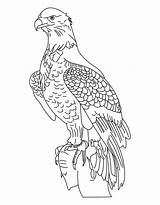 Coloring Eagle Bald Pages Printable Malcolm National Bird Drawing Eagles Template Library Clipart Anthem Getcolorings Popular Baby Getdrawings Sketch Coloringhome sketch template