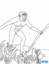 Homo Habilis Para Colorear Tool Prehistory Prehistoricos Animales Search Google Coloring Hellokids Print Color Pages sketch template