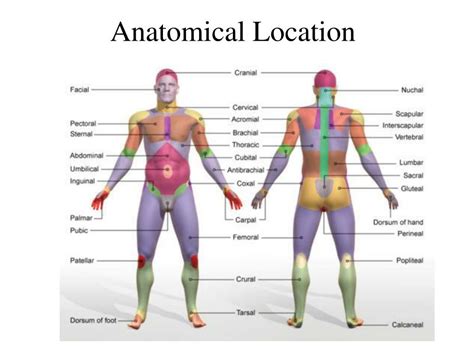 human anatomy physiology dr michael raucci powerpoint