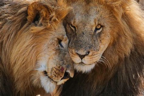 sick trophy hunters share tripadvisor style reviews  killing lions