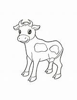 Calf Coloring Animal Pages Cute Farm Printable Cow Colouring Baby Animals Print Realistic Cows Visit Color Book sketch template