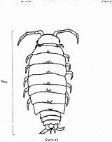 Isopod Isopoda Drawing Sp sketch template
