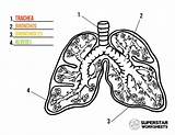 Lungs Lung Superstarworksheets Grade Kindergarten Include Superstar sketch template