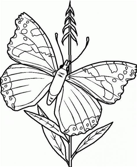 printable butterfly coloring pages  kids