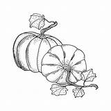 30seconds Pumpkins sketch template