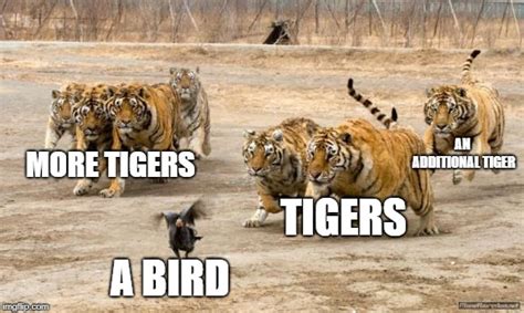 tigers chasing imgflip