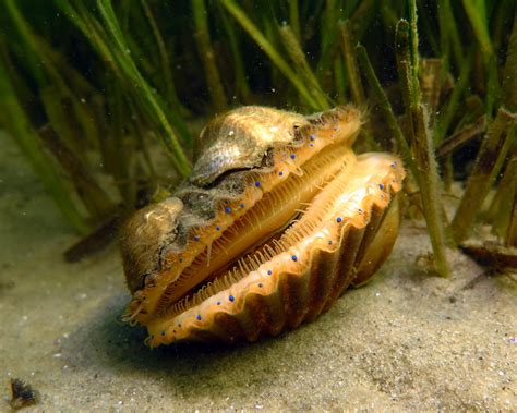 sea scallop predation experiment stony brook southampton