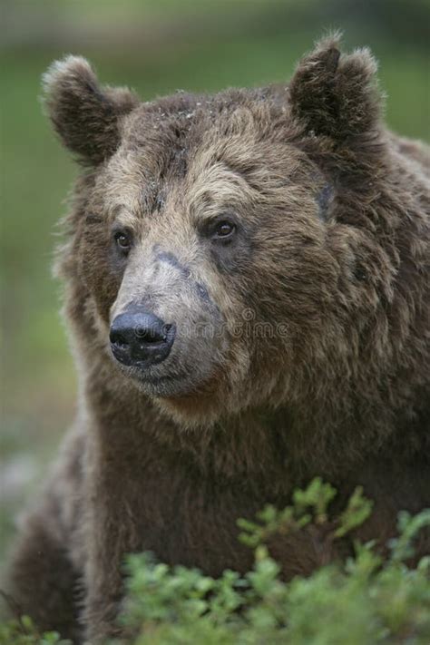 european brown bear ursus arctos arctos stock photo image  large