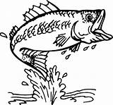Coloring Bass Fish Fishing Outline Trout Printable Lure Cathing Largemouth Boat Drawing Cool Tocolor Getdrawings Template Adult Epic Fly Patterns sketch template