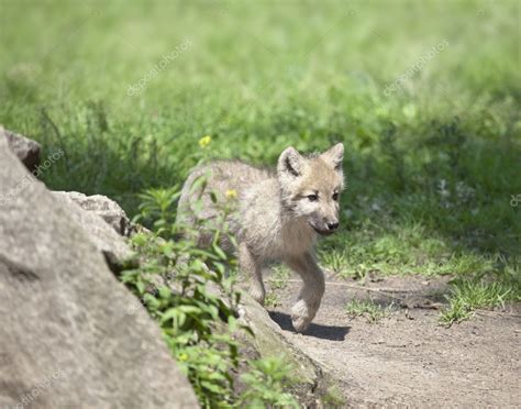 wolf cub stock photo  magann