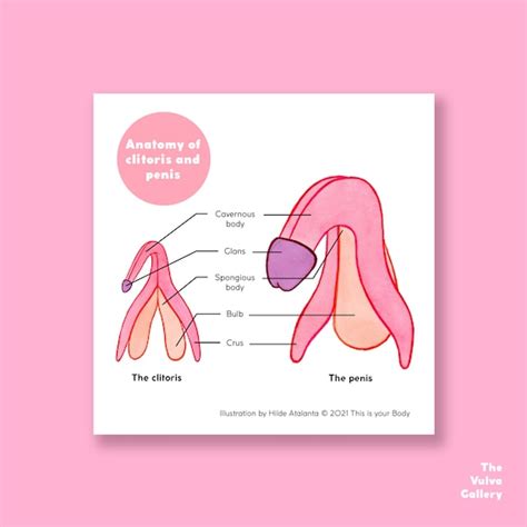 The Clitoris And Penis Anatomy Educational Art Print The Etsy Australia