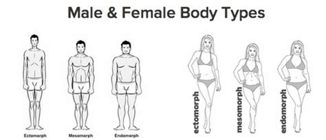Character Resources Physical Features Body Types Shapes Men And