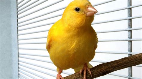 care   canary finch pet bird youtube